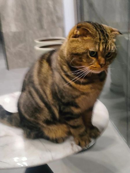 金猫银猫股票怎么样_金猫银猫股票还能买吗-第2张图片-俊逸知识馆 金猫银猫股票怎么样_金猫银猫股票还能买吗-第2张图片-俊逸知识馆