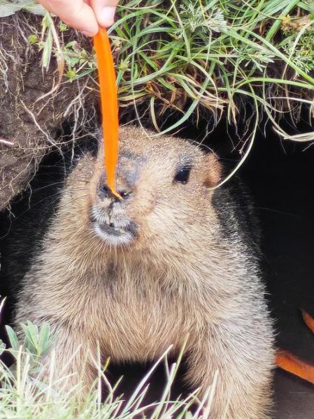 土拨鼠怎么样_土拨鼠可以当宠物吗-第1张图片-俊逸知识馆