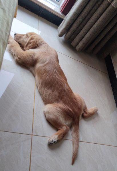 趴趴狗怎么样_趴趴狗好用吗-第2张图片-俊逸知识馆