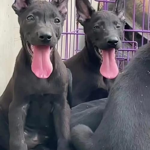 黑狼怎么样_黑狼犬优缺点全解析-第2张图片-俊逸知识馆