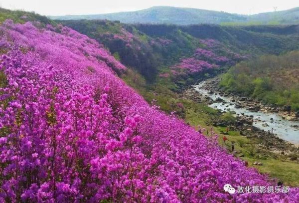金达莱股票值得买吗_金达莱股票未来走势如何-第2张图片-俊逸知识馆 金达莱股票值得买吗_金达莱股票未来走势如何-第2张图片-俊逸知识馆