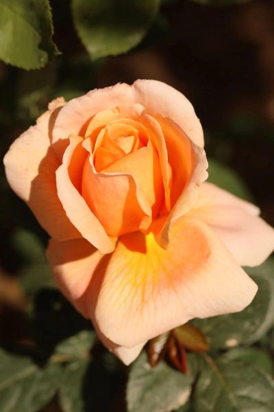 北京市市花是什么花_北京市花月季和菊花区别-第2张图片-俊逸知识馆 北京市市花是什么花_北京市花月季和菊花区别-第2张图片-俊逸知识馆