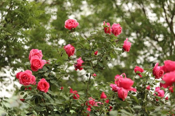 北京市市花是什么花_北京市花月季和菊花区别-第1张图片-俊逸知识馆 北京市市花是什么花_北京市花月季和菊花区别-第1张图片-俊逸知识馆