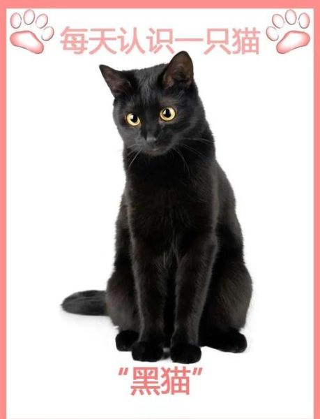 黑猫为什么被视为不吉利_黑猫能带来好运吗-第1张图片-俊逸知识馆