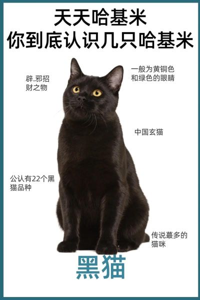 黑猫为什么被视为不吉利_黑猫能带来好运吗-第3张图片-俊逸知识馆