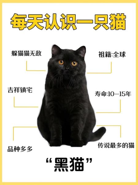 黑猫为什么被视为不吉利_黑猫能带来好运吗-第2张图片-俊逸知识馆