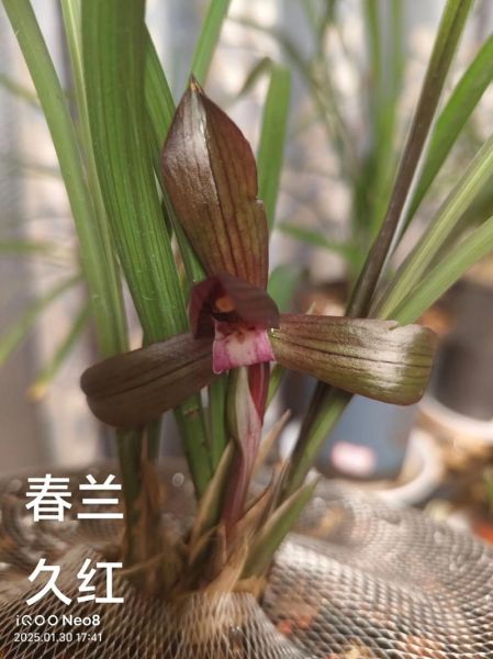 春兰股份股票怎么样_春兰股份值得长期持有吗-第3张图片-俊逸知识馆