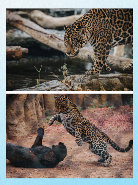 北京动物园新动物有哪些_北京动物园新动物在哪里看-第2张图片-俊逸知识馆