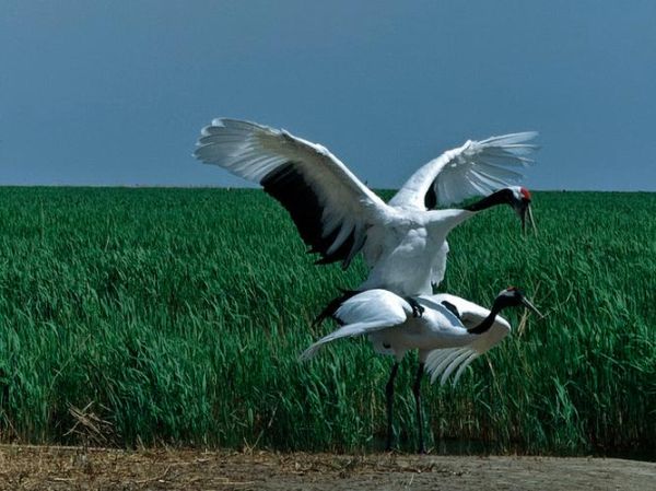 仙鹤股票值得买吗_仙鹤股票未来走势-第1张图片-俊逸知识馆