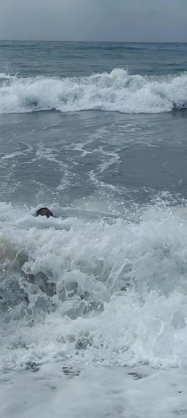 海水喝了会怎么样_喝海水后身体反应-第1张图片-俊逸知识馆