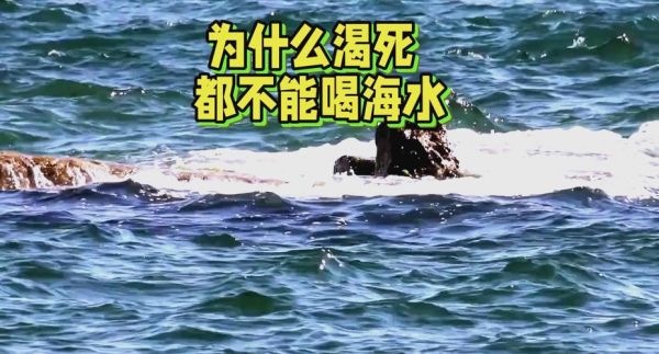 海水喝了会怎么样_喝海水后身体反应-第2张图片-俊逸知识馆