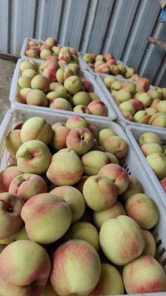 北京十四号桃好吃吗_北京十四号桃几月成熟-第2张图片-俊逸知识馆 北京十四号桃好吃吗_北京十四号桃几月成熟-第2张图片-俊逸知识馆