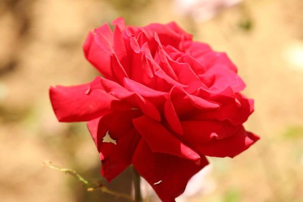 北京市花是什么花_北京市花月季和菊花哪个更代表北京-第2张图片-俊逸知识馆 北京市花是什么花_北京市花月季和菊花哪个更代表北京-第2张图片-俊逸知识馆