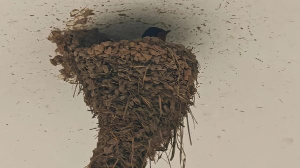 北京燕子什么时候回来_北京燕子筑巢地点在哪-第3张图片-俊逸知识馆