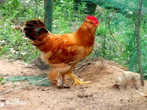 北京油鸡图片哪里找_北京油鸡品种特点-第1张图片-俊逸知识馆