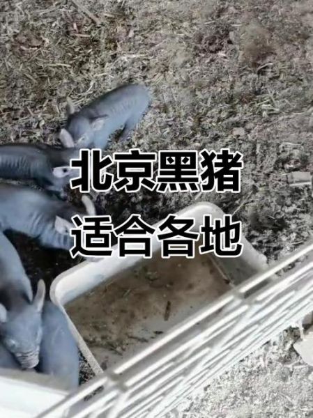 北京黑猪哪里买_北京黑猪多少钱一斤-第3张图片-俊逸知识馆