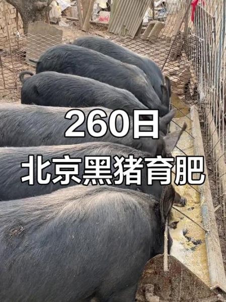 北京黑猪哪里买_北京黑猪多少钱一斤-第1张图片-俊逸知识馆